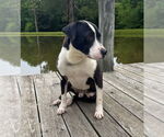 Small #3 Labrador Retriever Mix