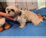 Small Photo #1 Shih Tzu Puppy For Sale in CAMPBELL HILL, IL, USA