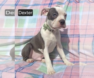 Boston Terrier Puppy for sale in MINERAL WELLS, WV, USA