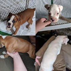 Boxer Puppy for sale in BELLVILLE, OH, USA