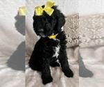 Small Photo #7 Sheepadoodle Puppy For Sale in FONTANA, CA, USA