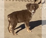 Small #17 Miniature Australian Shepherd
