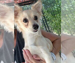 Chiranian Dogs for adoption in Oak Bluffs, MA, USA