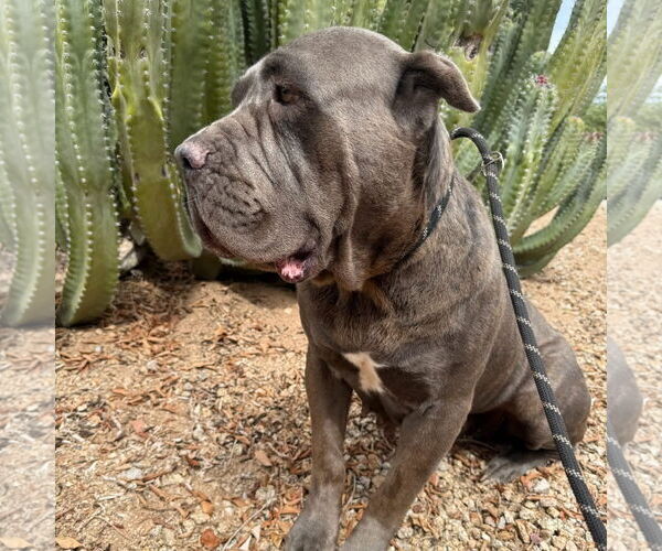 Medium Photo #5 Mutt Puppy For Sale in Goodyear, AZ, USA