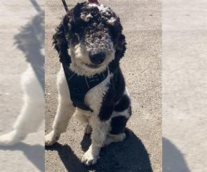 Labradoodle Dogs for adoption in Burbank, CA, USA