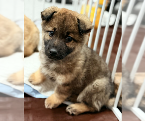 Medium Photo #1 Mutt Puppy For Sale in Anchorage, AK, USA