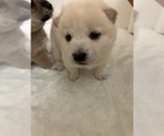 Puppy 3 Shiba Inu