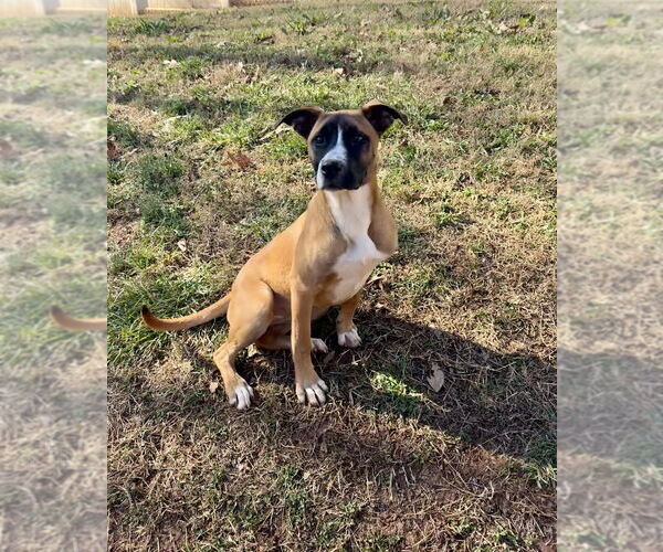 Medium Photo #8 Boxer-Unknown Mix Puppy For Sale in Mooresville, NC, USA