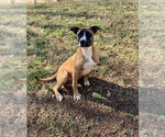 Small #7 Boxer Mix