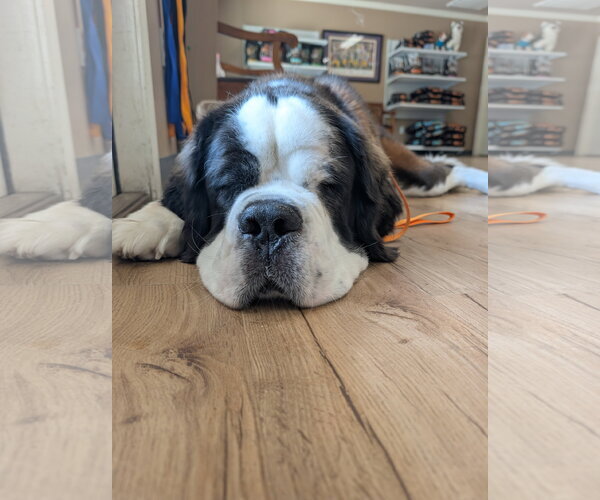 Medium Photo #3 Saint Bernard-Unknown Mix Puppy For Sale in Oakhurst, NJ, USA