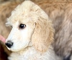 Small Photo #5 Poodle (Standard) Puppy For Sale in PASO ROBLES, CA, USA