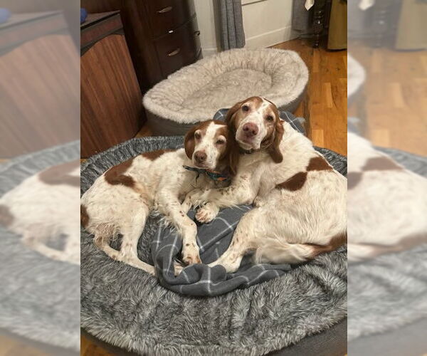 Medium Photo #6 Brittany Puppy For Sale in Curwensville, PA, USA