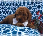 Small #9 Cavapoo-Poodle (Miniature) Mix