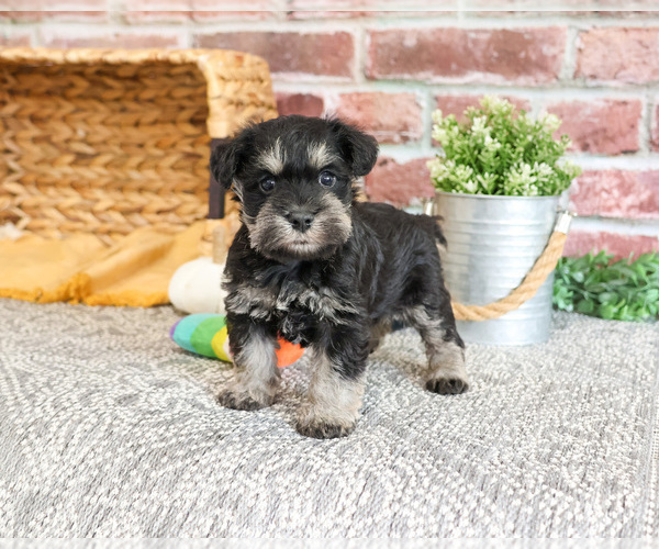 Medium Photo #10 Schnauzer (Miniature) Puppy For Sale in SYRACUSE, IN, USA