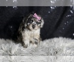 Small #3 Maltipoo