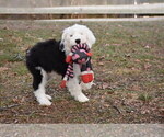 Small Photo #10 Old English Sheepdog Puppy For Sale in MARIONVILLE, MO, USA