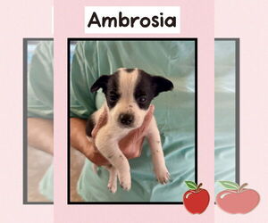 Mutt Dogs for adoption in Williamsburg, IA, USA