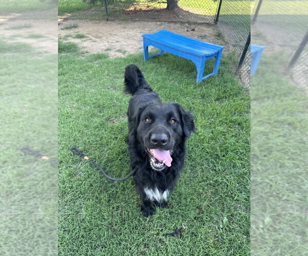 Medium Photo #3 - Mix Puppy For Sale in Evansville, IN, USA