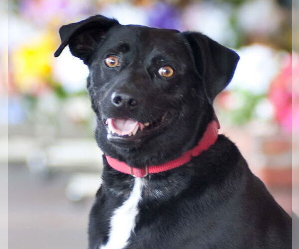Medium Photo #24 Carolina Dog-Labrador Retriever Mix Puppy For Sale in San Jose, CA, USA