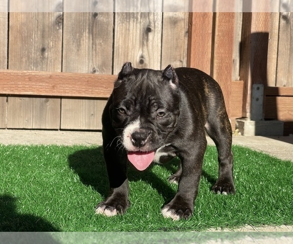 Medium Photo #1 American Bully Puppy For Sale in OAKLAND, CA, USA