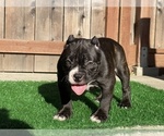 Small Photo #1 American Bully Puppy For Sale in OAKLAND, CA, USA