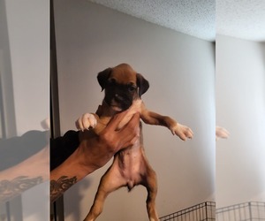 Boxer Dog for Adoption in COLUMBIA, South Carolina USA