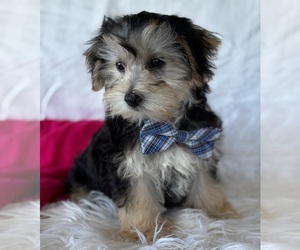 Morkie Puppy for sale in ROCK STREAM, NY, USA