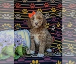 Small Photo #1 Miniature Labradoodle Puppy For Sale in KIRKWOOD, PA, USA
