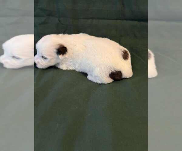 Medium Photo #5 Coton de Tulear Puppy For Sale in TIMBER, OR, USA