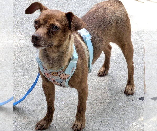 Medium Photo #3 Chihuahua-Unknown Mix Puppy For Sale in Spring Lake, NC, USA