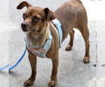 Small #2 Chihuahua Mix