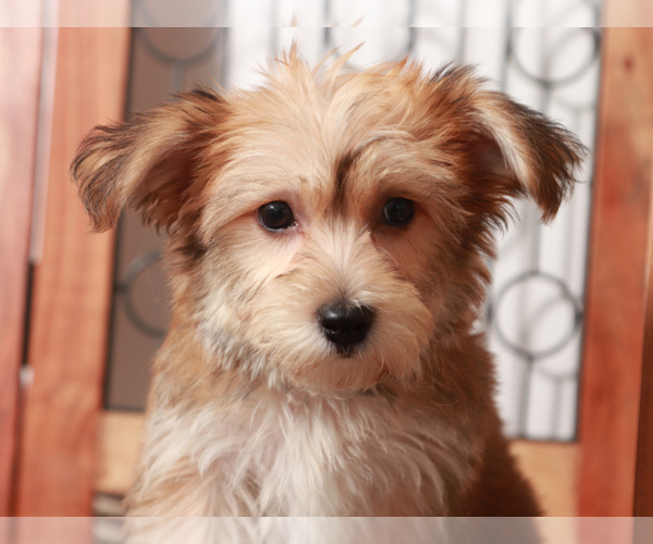 Medium Photo #2 Yo-Chon Puppy For Sale in NAPLES, FL, USA