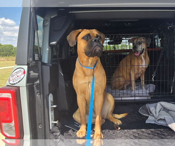 Medium Photo #2 Boxer Puppy For Sale in Austin, TX, USA