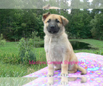 Small #1 German Shepherd Dog