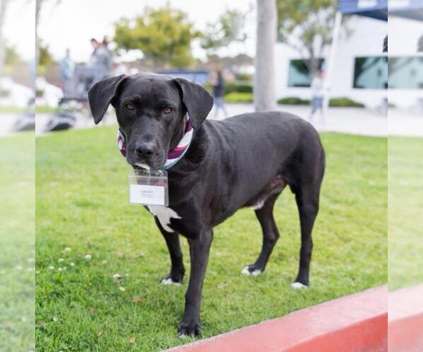 Medium Photo #7 Labrador Retriever-Unknown Mix Puppy For Sale in San Diego, CA, USA