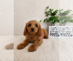Small #4 Cavapoo (Miniature)