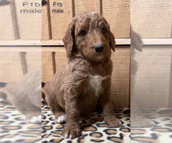 Medium Photo #1 Goldendoodle Puppy For Sale in FORT PAYNE, AL, USA