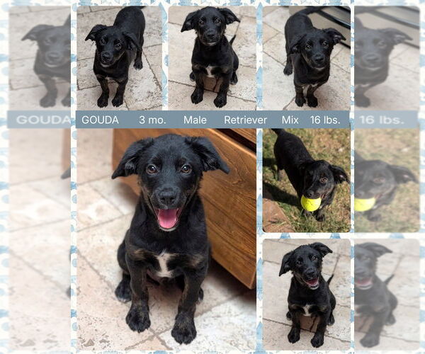 Medium Photo #1 Mutt Puppy For Sale in Mesa, AZ, USA