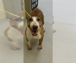 Bull Terrier Dogs for adoption in Sanford, FL, USA