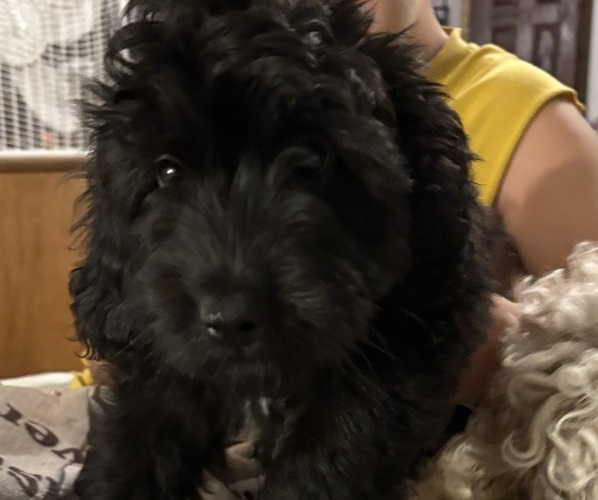 Medium Photo #5 Aussiedoodle-Labradoodle Mix Puppy For Sale in WAYNESFIELD, OH, USA