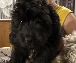 Small #4 Aussiedoodle-Labradoodle Mix