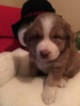 Small Photo #5 Australian Shepherd Puppy For Sale in GILMER, TX, USA