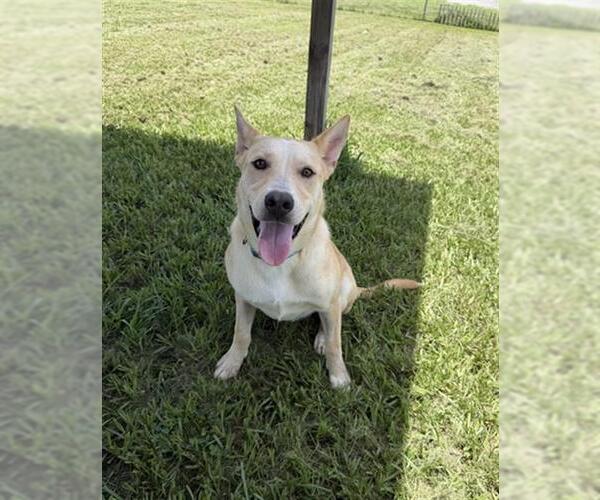 Medium Photo #2 Labrador Retriever Puppy For Sale in Rosenberg, TX, USA