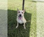 Small #1 Labrador Retriever