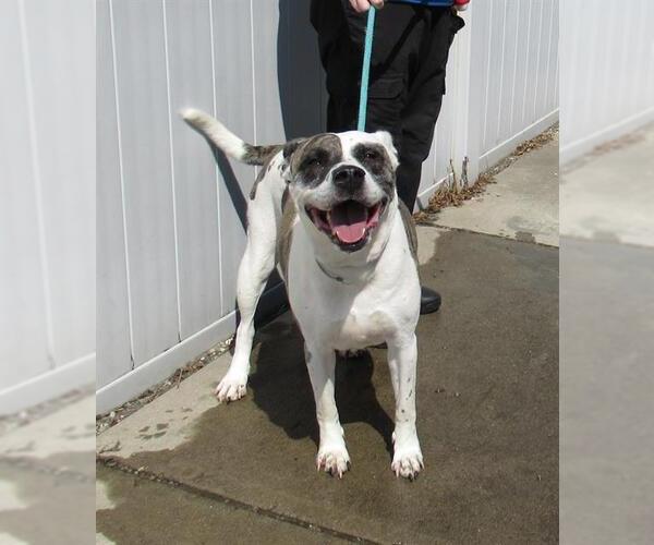 Medium Photo #1 American Bulldog-Unknown Mix Puppy For Sale in Louisville, KY, USA