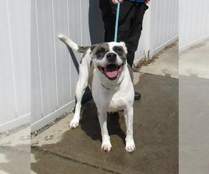 American Bulldog-Unknown Mix Dogs for adoption in Louisville, KY, USA