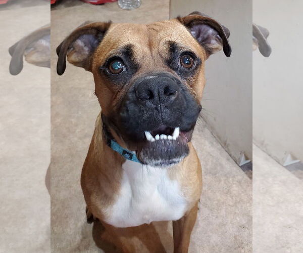 Medium Photo #7 Boxer Puppy For Sale in Woodbury, MN, USA