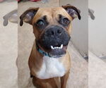 Small #6 Boxer