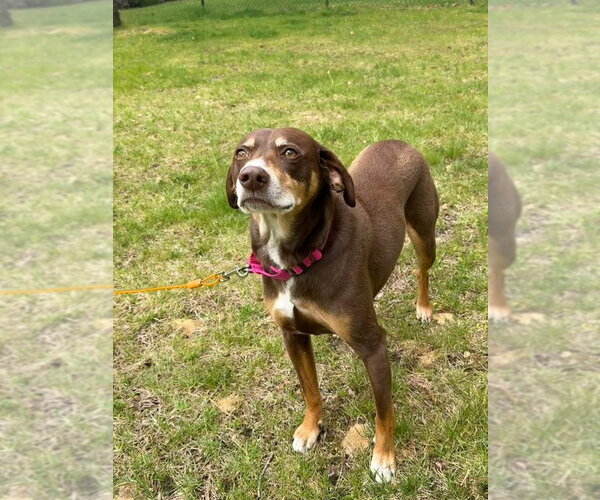 Medium Photo #3 Beagle-Unknown Mix Puppy For Sale in Woodbury, NY, USA