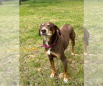Small #2 Beagle Mix